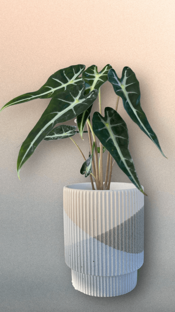 Bambino In Lars Planter