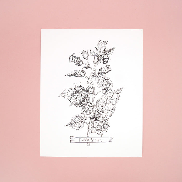 A white paper on a pink background with a black drawing of belladonna