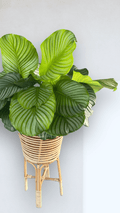 Calathea Orbifolia In Rattan Plant Stand