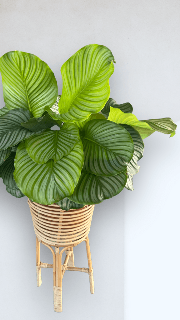 Calathea Orbifolia In Rattan Plant Stand
