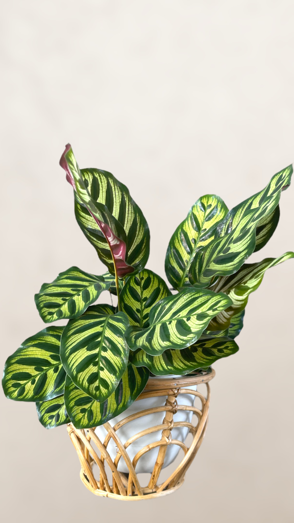 Calathea Peacock In Rattan Planter