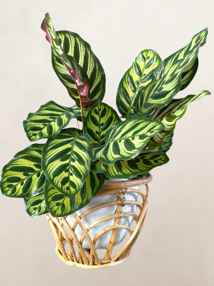 Calathea Peacock In Rattan Planter