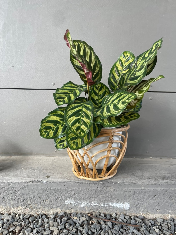 Calathea Peacock In Rattan Planter