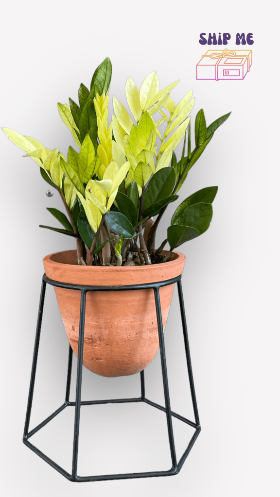 Chameleon Zz Plant In Terracotta Stand