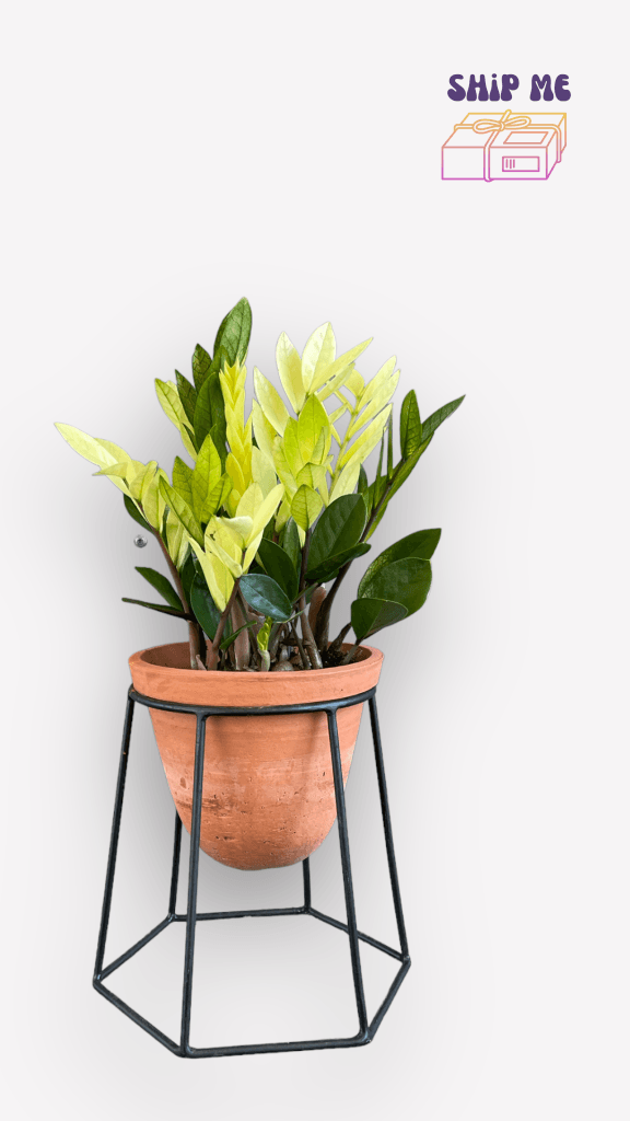 Chameleon Zz Plant In Terracotta Stand