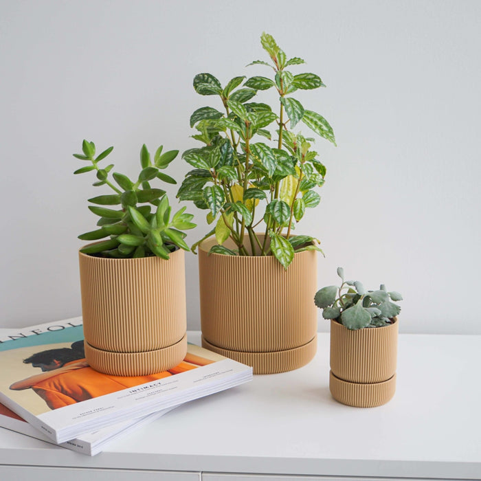 Conifer Homewares - Hemlock Planter