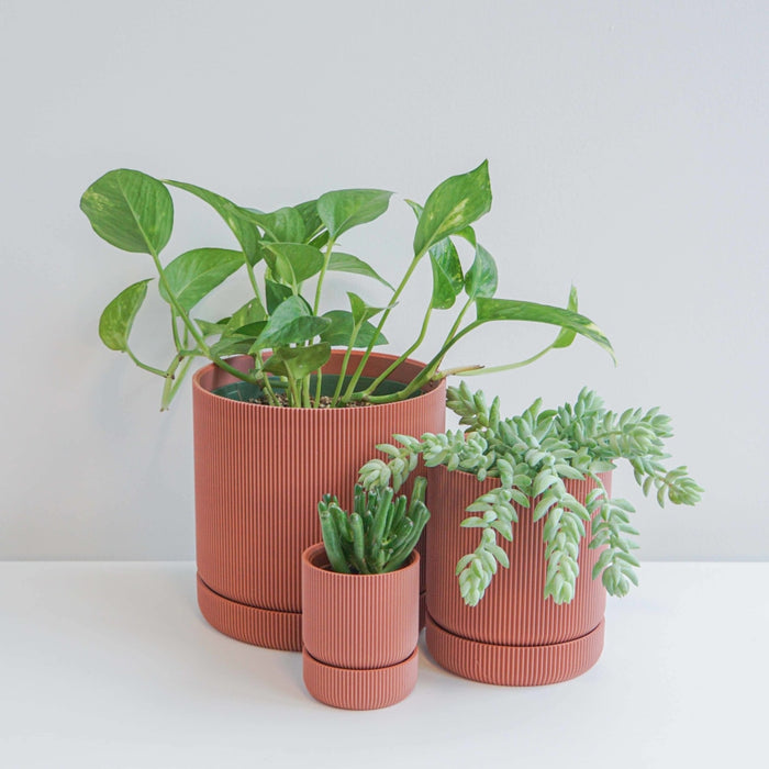 Conifer Homewares - Hemlock Planter