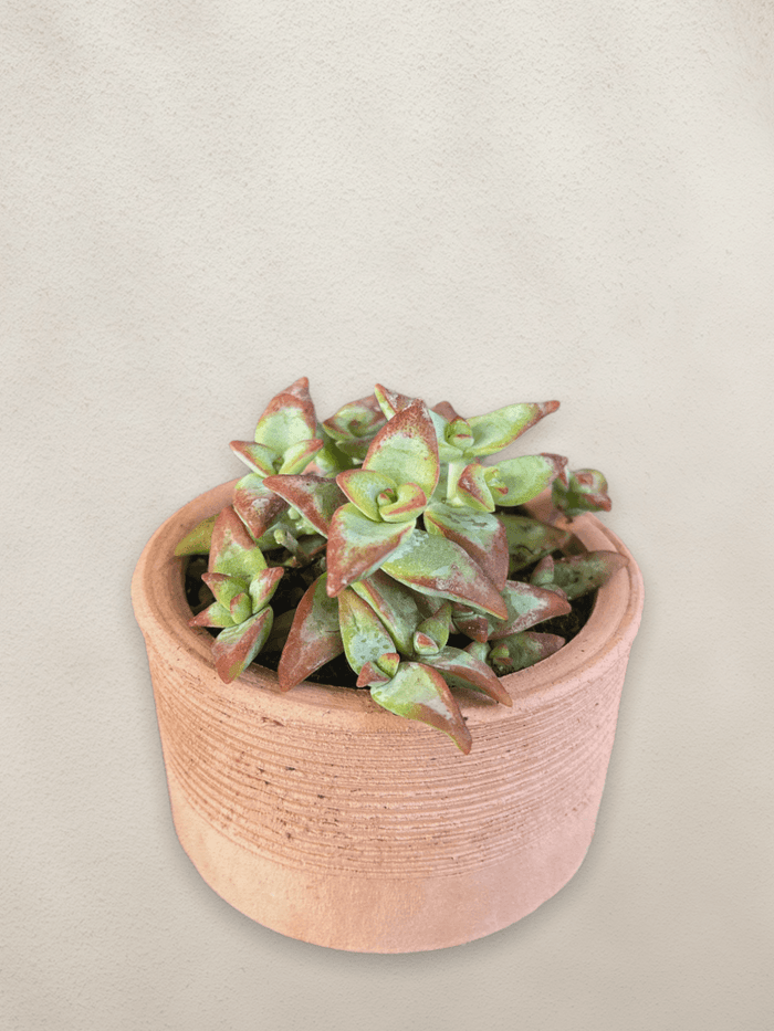 Crassula In Lush Leaf Pottery