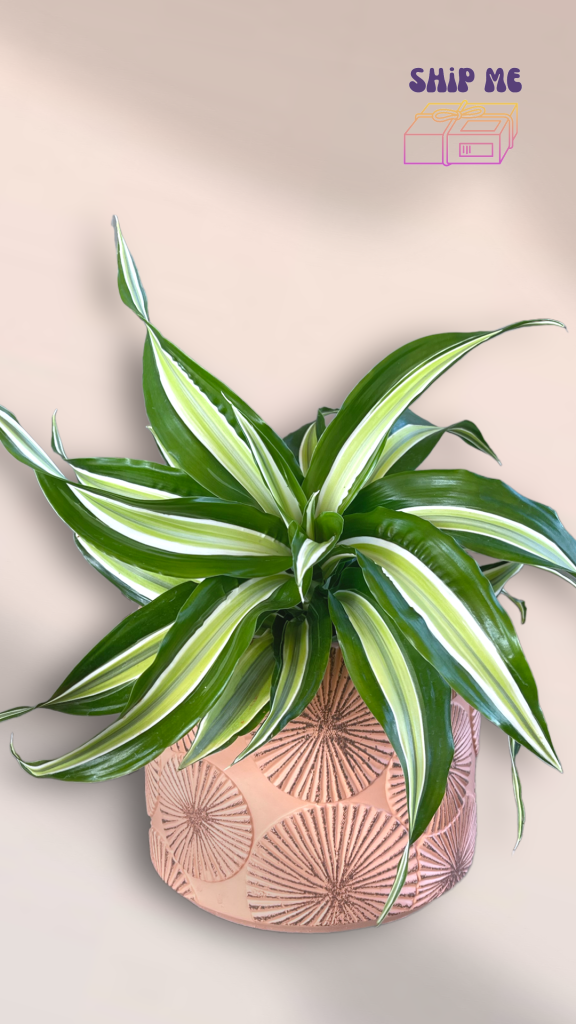 Dracaena In Pinwheel Planter