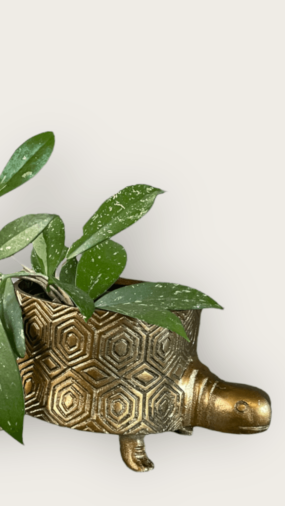 Hoya Splash In Brass Tuttle Planter