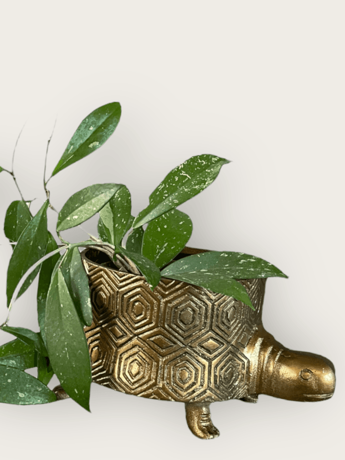 Hoya Splash In Brass Tuttle Planter
