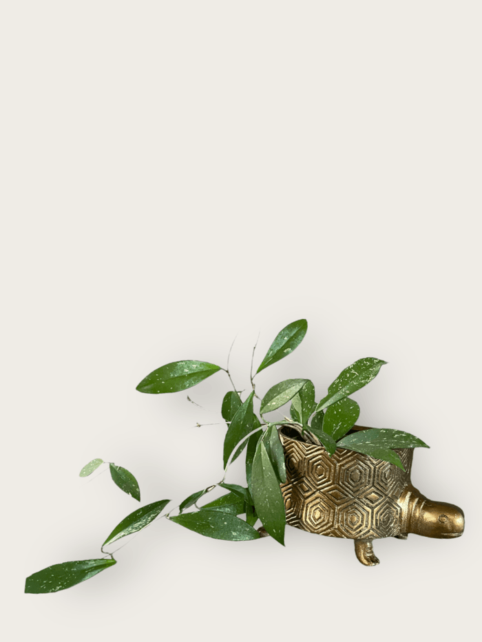Hoya Splash In Brass Tuttle Planter