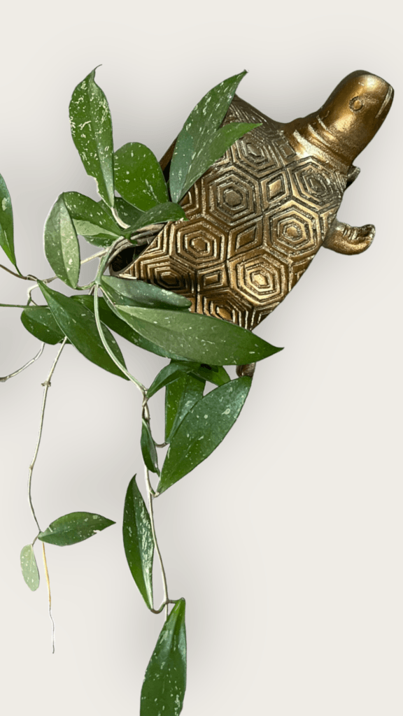 Hoya Splash In Brass Tuttle Planter