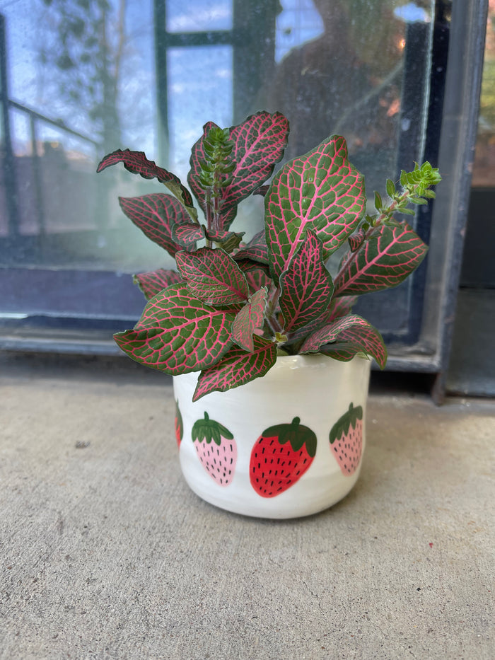 Nerve Plant in Strawberri Planter