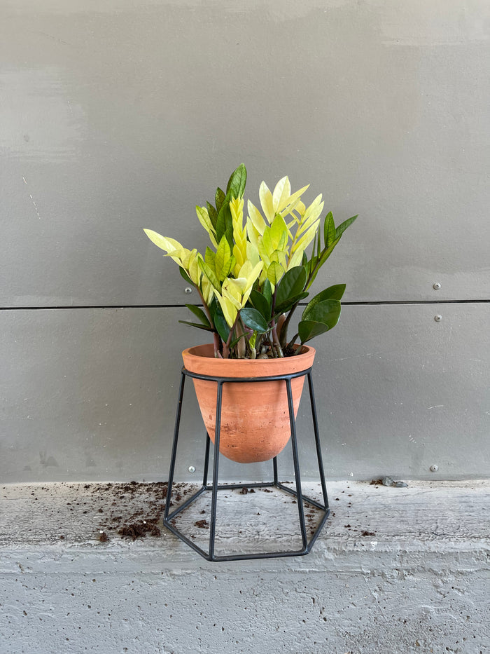Chameleon Zz Plant in Terracotta Stand