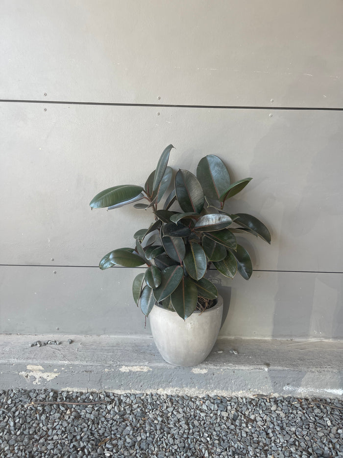 Rubber Tree Ficus in Cement Planter