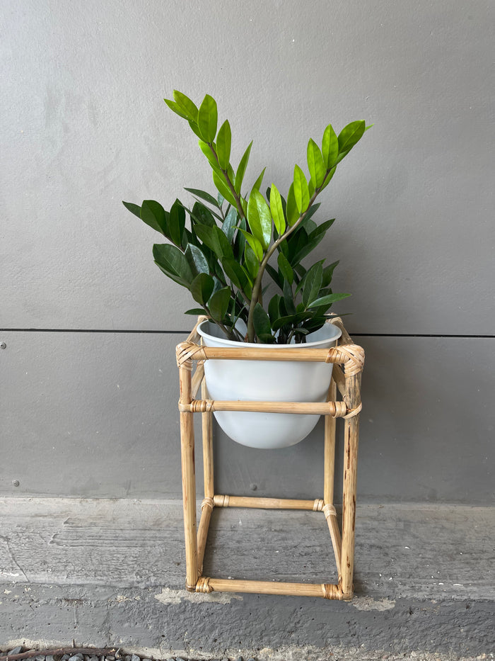 Zz Plant in Rattan Planter