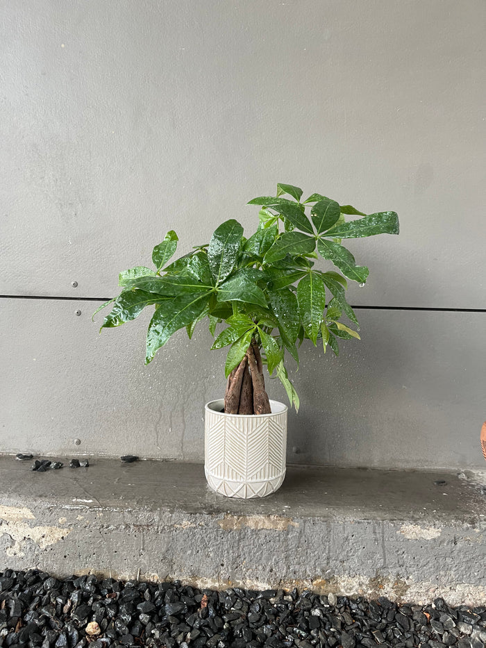 Money Tree in Arrowhead Planter