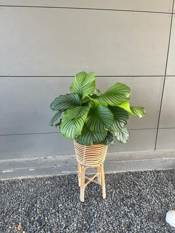 Calathea Orbifolia in Rattan Plant Stand