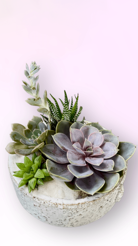 Mariner Succulent Garden