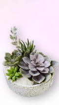 Mariner Succulent Garden