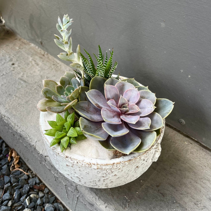 Mariner Succulent Garden