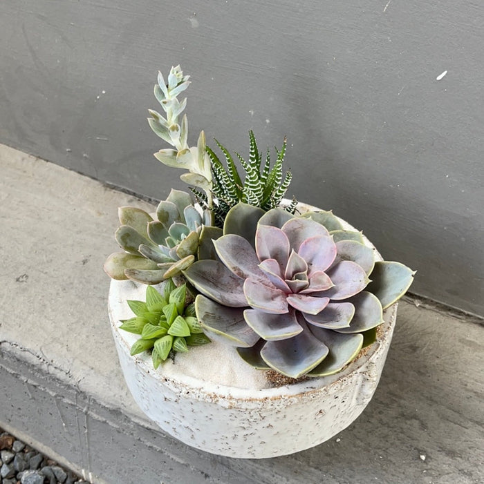 Mariner Succulent Garden