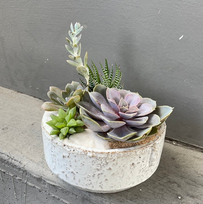 Mariner Succulent Garden