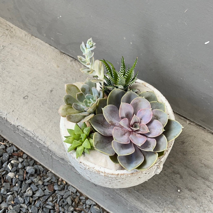 Mariner Succulent Garden