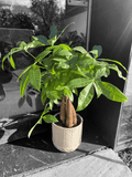 Money Tree In Arrowhead Planter
