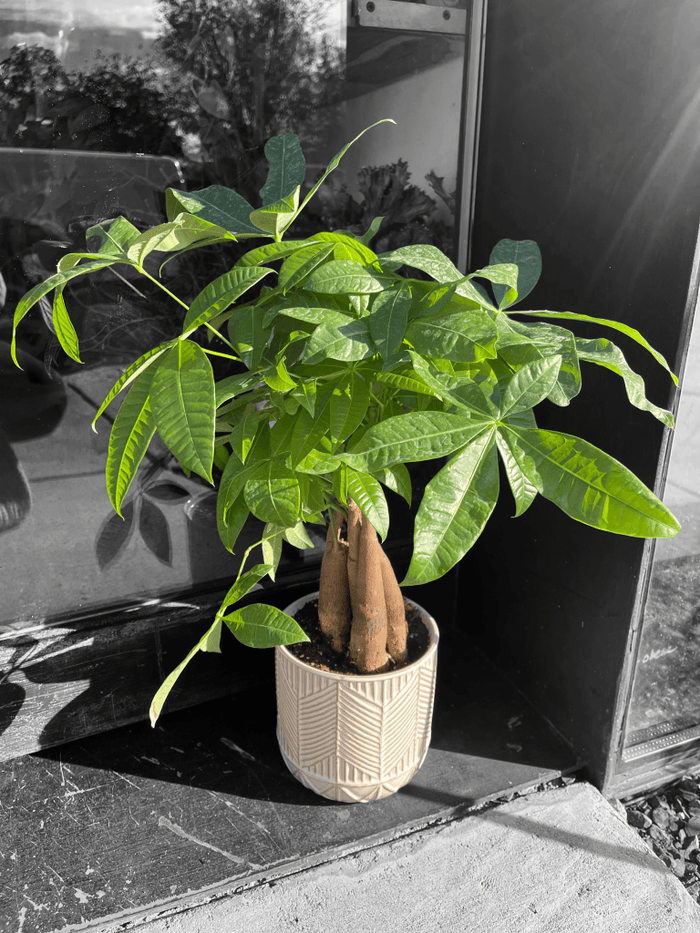 Money Tree In Arrowhead Planter