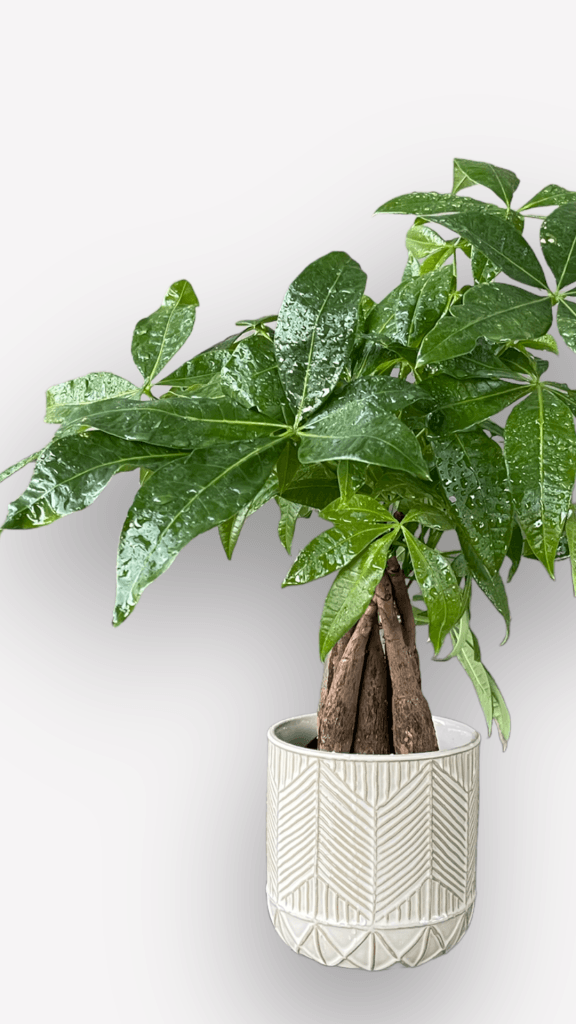 Money Tree In Arrowhead Planter