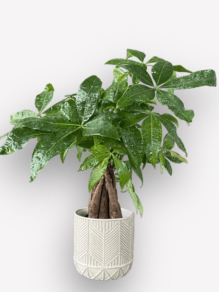 Money Tree In Arrowhead Planter
