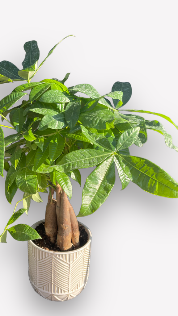 Money Tree In Arrowhead Planter