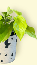 Neon Pothos In Moo Planter