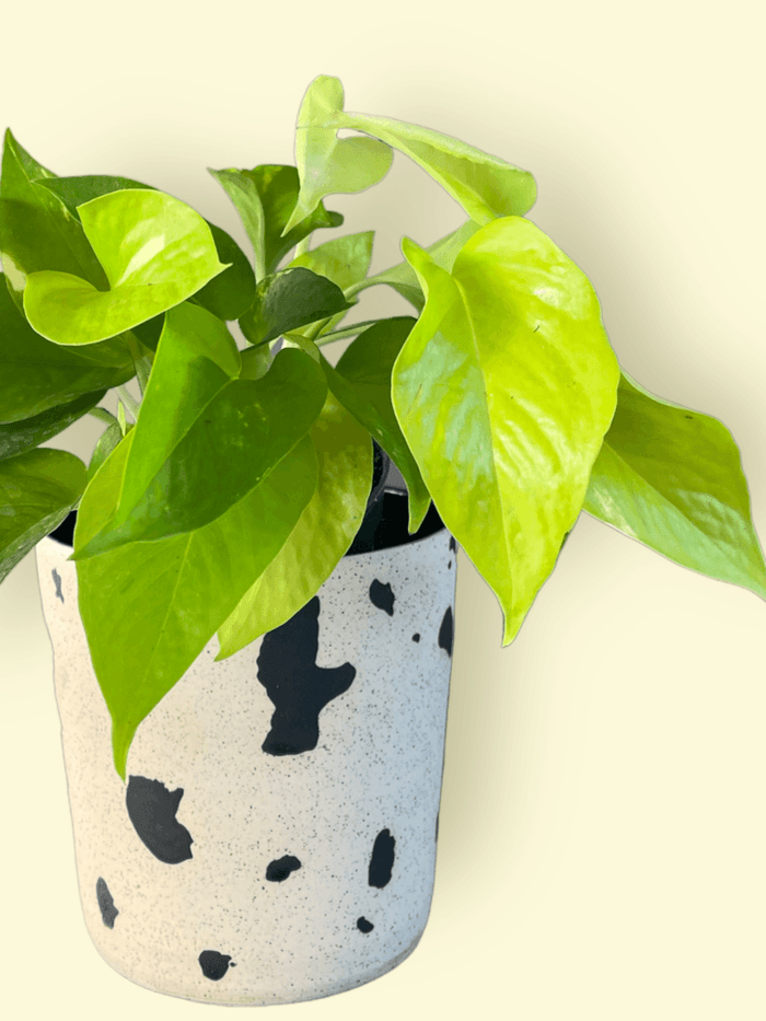 Neon Pothos In Moo Planter