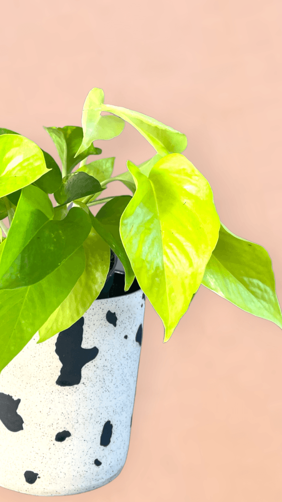 Neon Pothos In Moo Planter