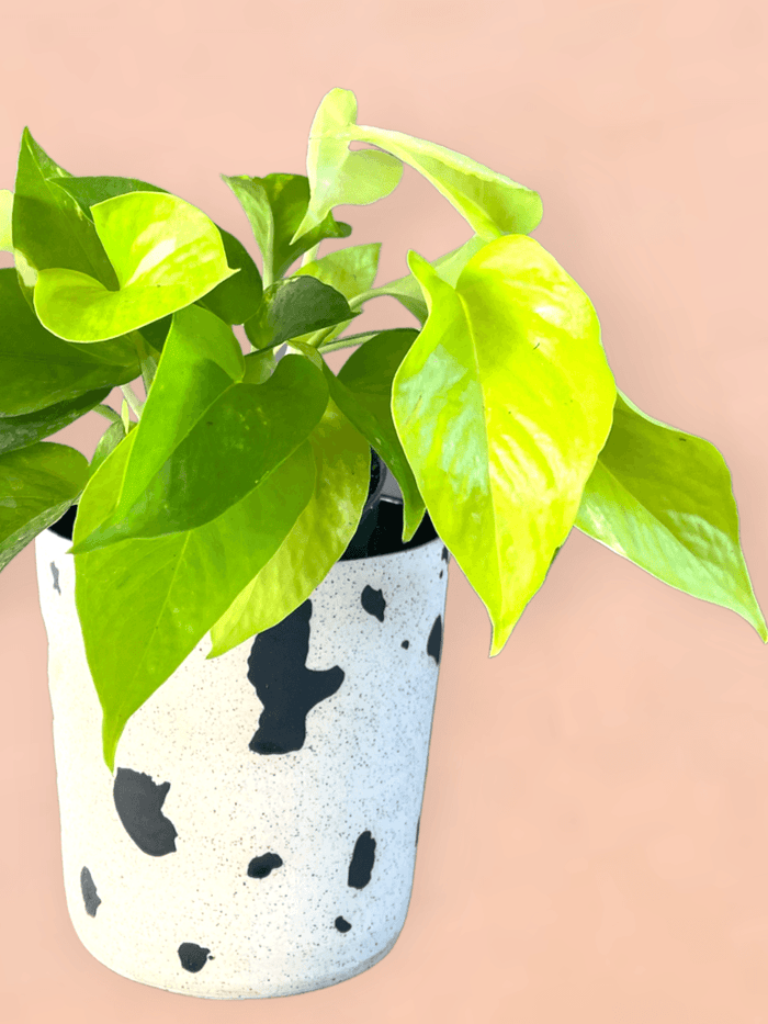Neon Pothos In Moo Planter