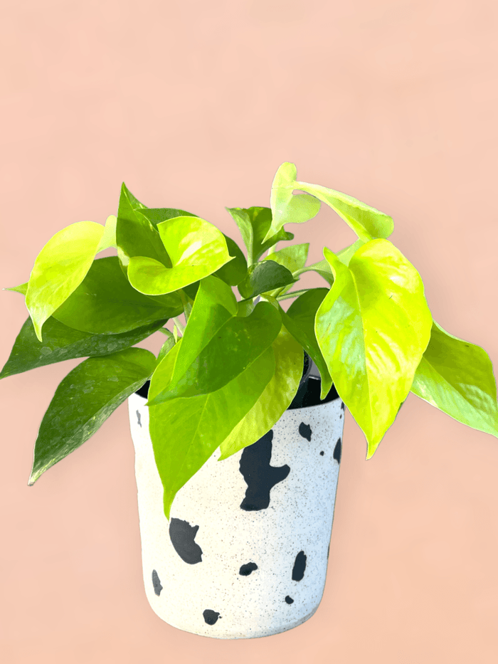 Neon Pothos In Moo Planter