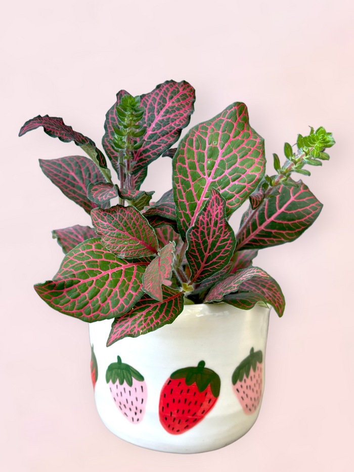 Nerve Plant In Strawberri Planter
