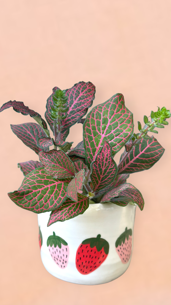 Nerve Plant In Strawberri Planter