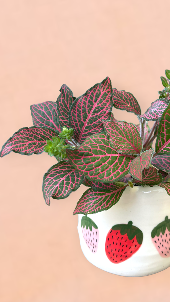 Nerve Plant In Strawberri Planter
