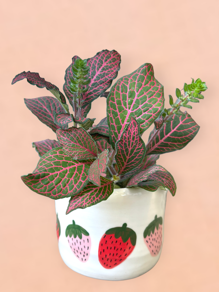 Nerve Plant In Strawberri Planter
