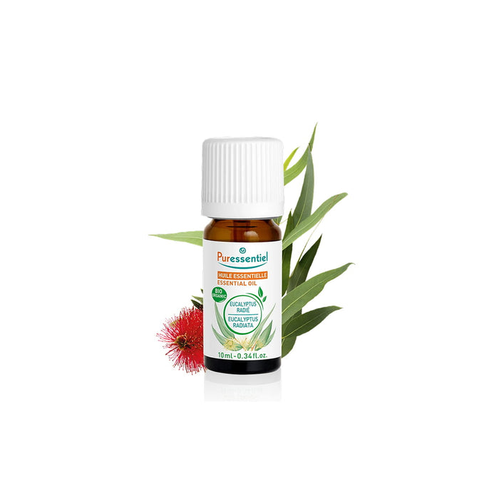 Eucalyptus Rapide