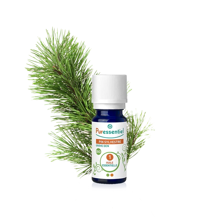 Scots Pine