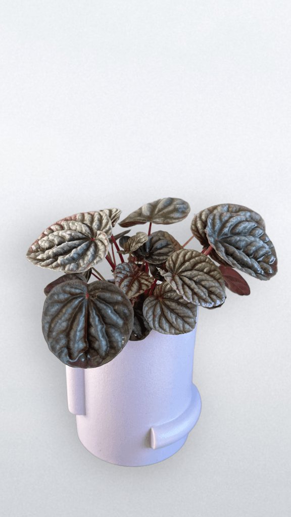 Ripple Peperomia In Lavender Confetti Planter Houseplant