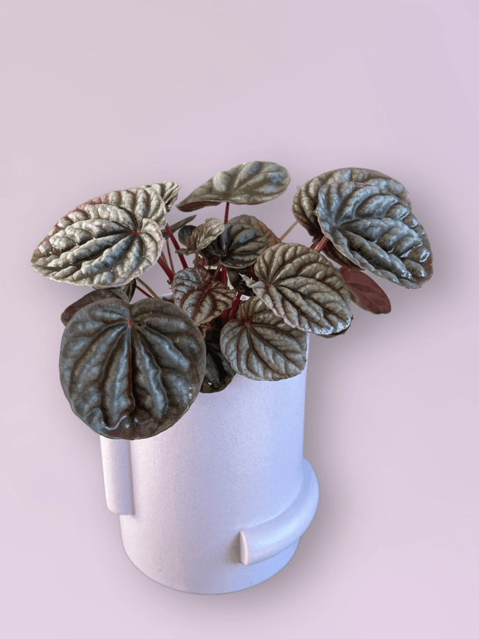 Ripple Peperomia In Lavender Confetti Planter Houseplant