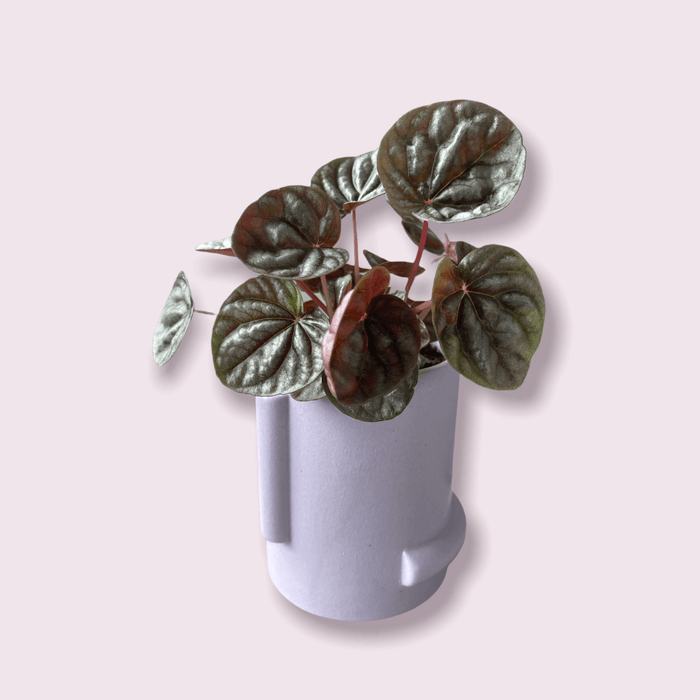 Ripple Peperomia In Lavender Confetti Planter Houseplant