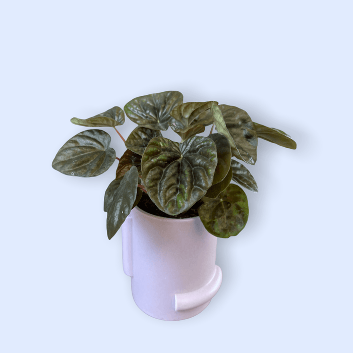 Ripple Peperomia In Lavender Confetti Planter Houseplant