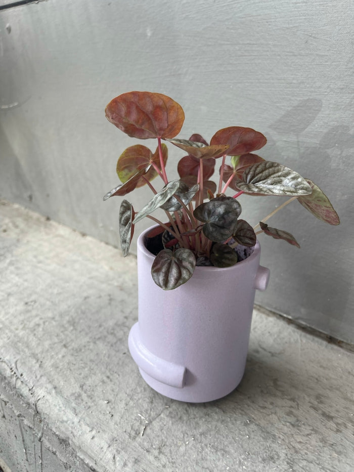 Ripple Peperomia In Lavender Confetti Planter Houseplant